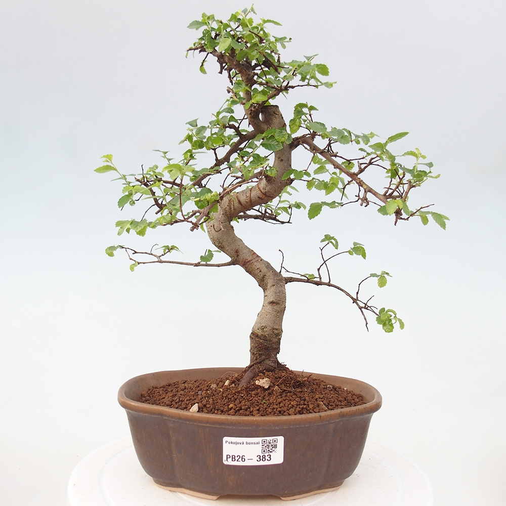 Room bonsai - Ulmus parvifolia - Small-leaved elm
