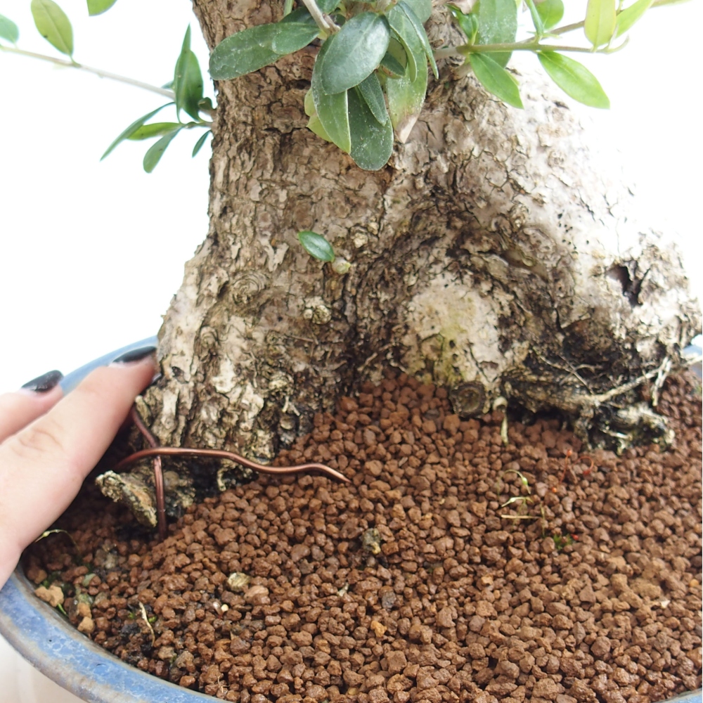 Indoor bonsai - Olea europaea sylvestris - European small-leaved olive oil