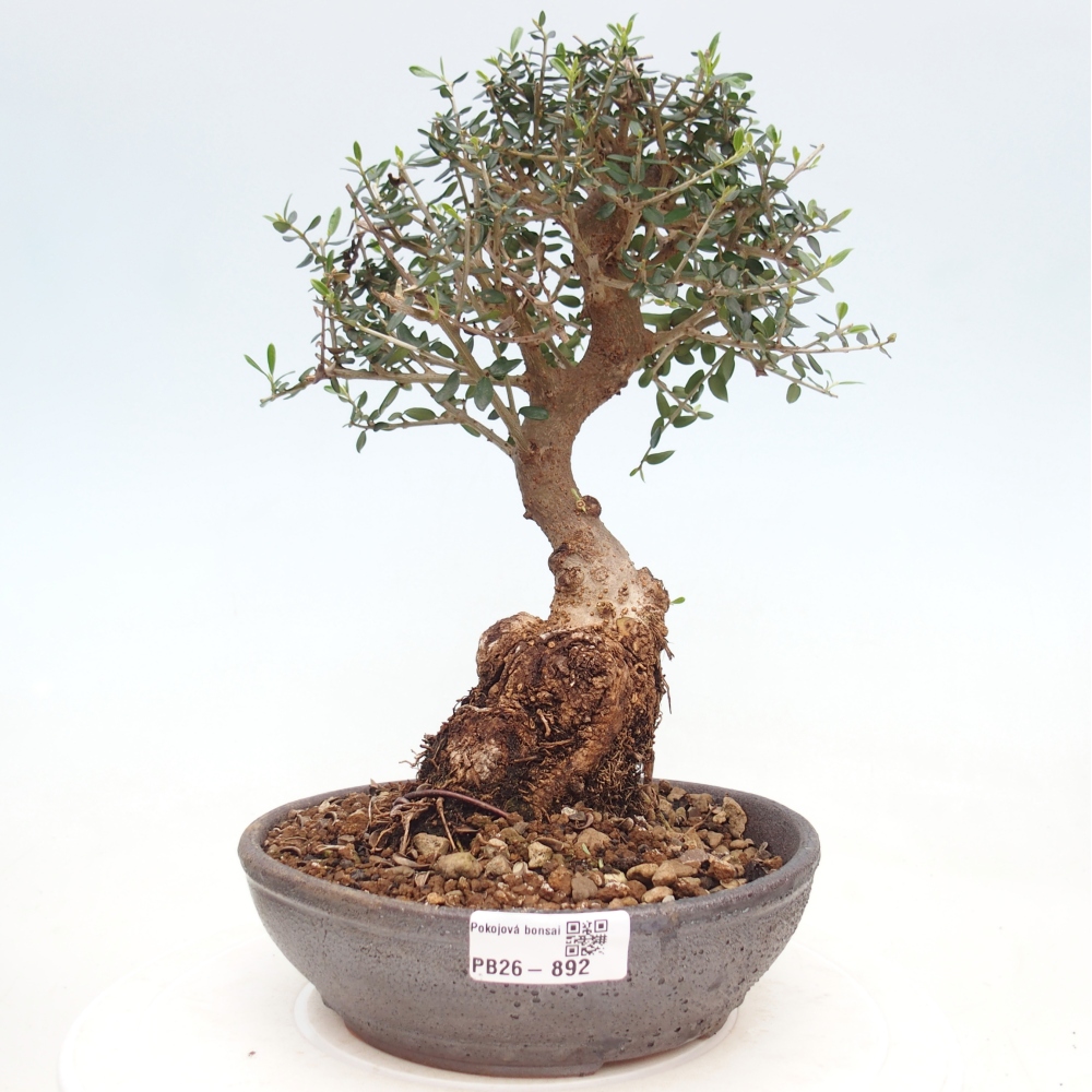 Indoor bonsai - Olea europaea sylvestris