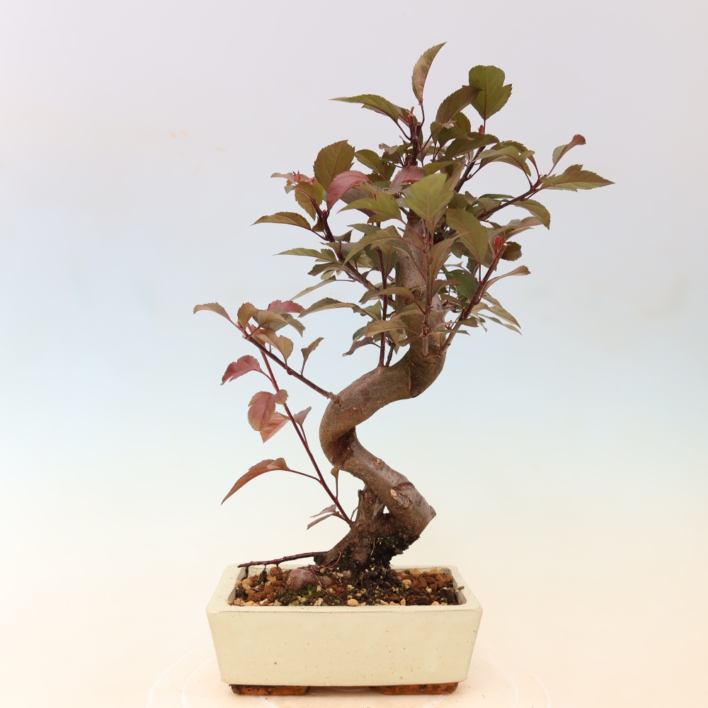 Outdoor bonsai -Malus domestica - Small-fruited red-leaved apple tree