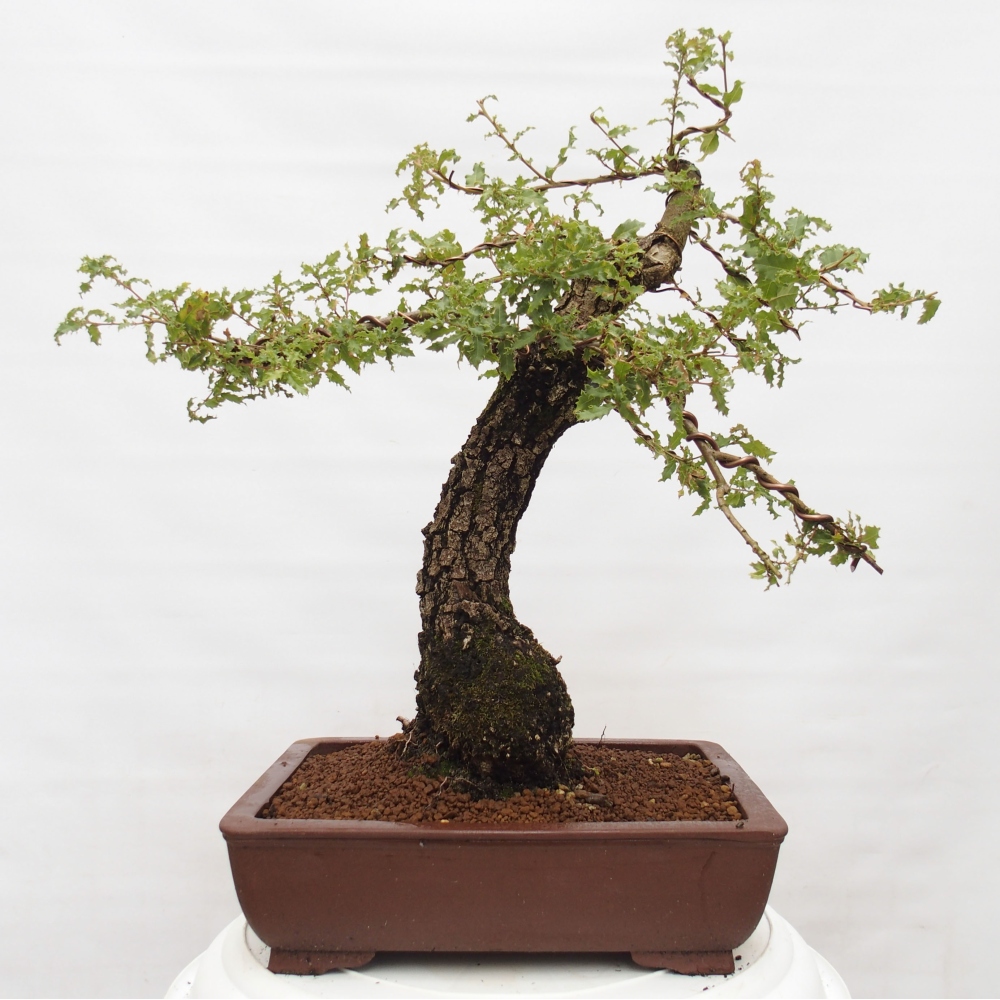 Yamadori - Quercus Ilex - Oak holly