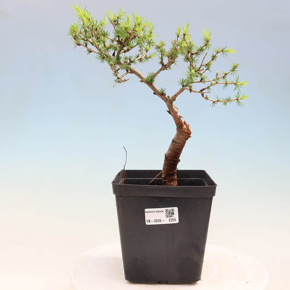 Outdoor bonsai -Larix decidua - Larch