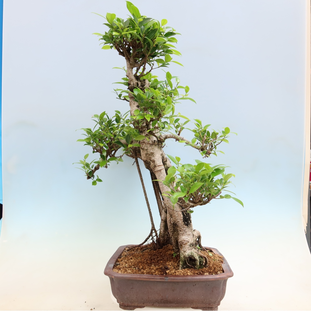 Room bonsai - Ficus kimmen - small-leaved ficus