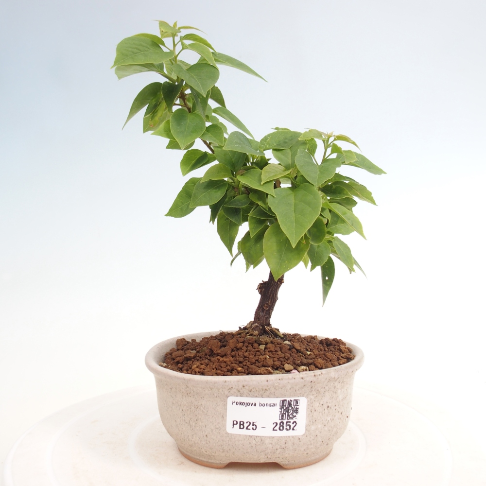 Indoor bonsai - Bouganwilea