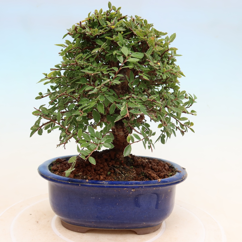 Outdoor bonsai - Zelkova - Zelkova NIRE