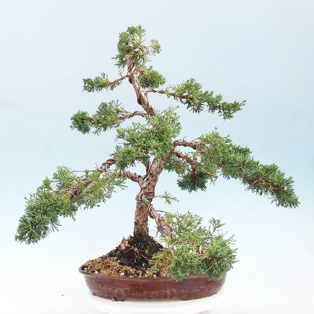 Outdoor bonsai - Juniperus chinensis Kishu - Chinese juniper