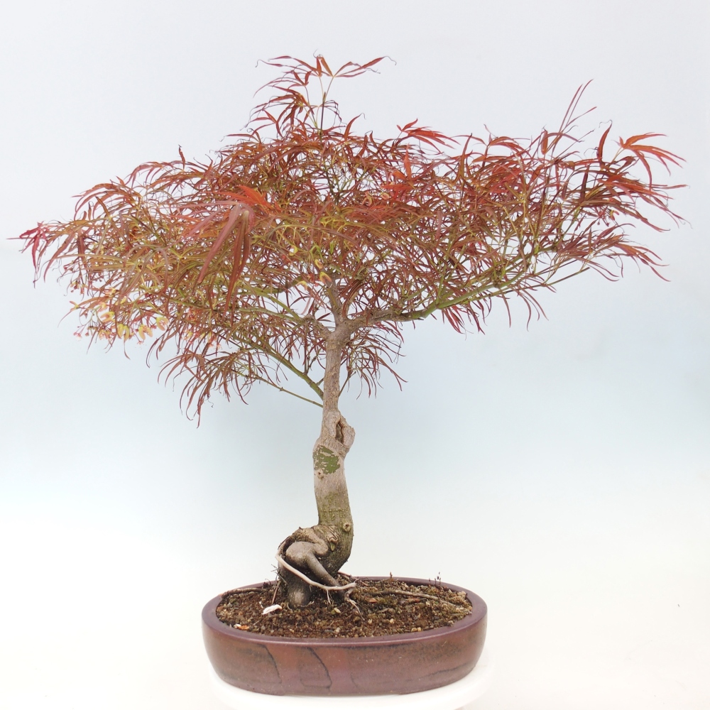 Outdoor bonsai - Acer palmatum RED PYGMY
