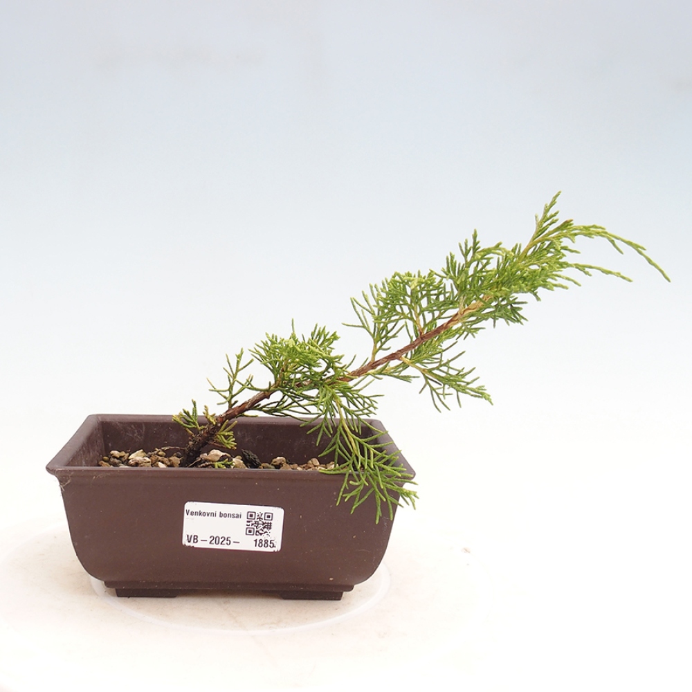 Outdoor bonsai - Juniperus chinensis Itoigawa - Chinese juniper