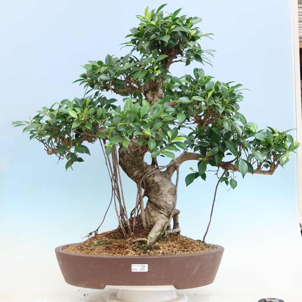 Room bonsai - Ficus kimmen - small-leaved ficus