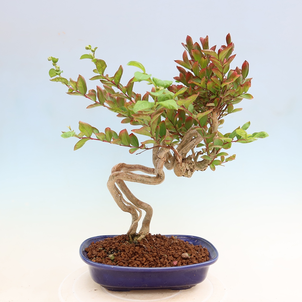 Indoor Bonsai - Lagerstroemia indica - Indian Lilac