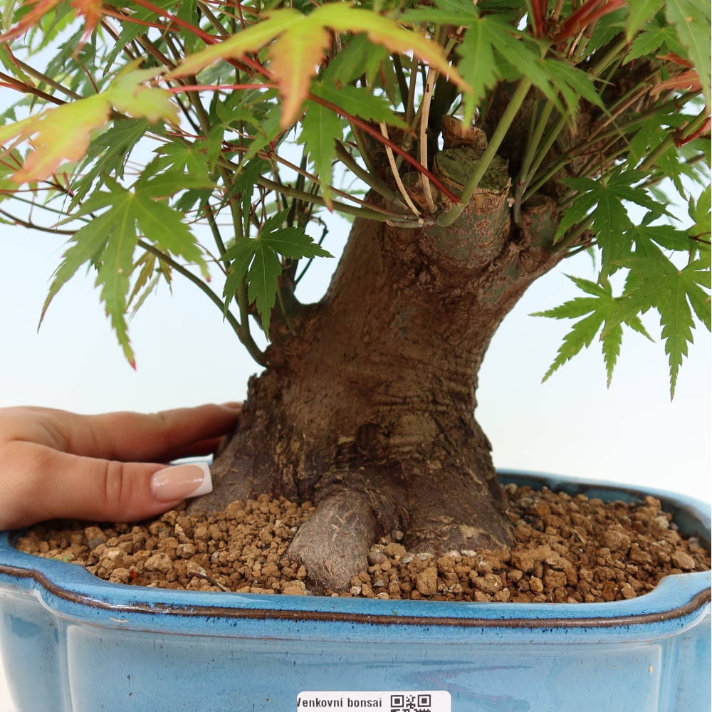 Outdoor bonsai - Maple Burger - Acer Burgerianum