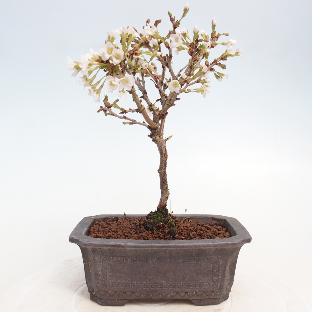 Outdoor bonsai - Prunus incisa Kojou-no mai-Plivon cut out