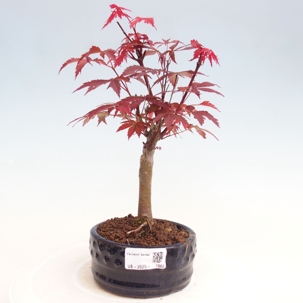 Outdoor bonsai - Acer palm. Atropurpureum-Palmleaf Maple