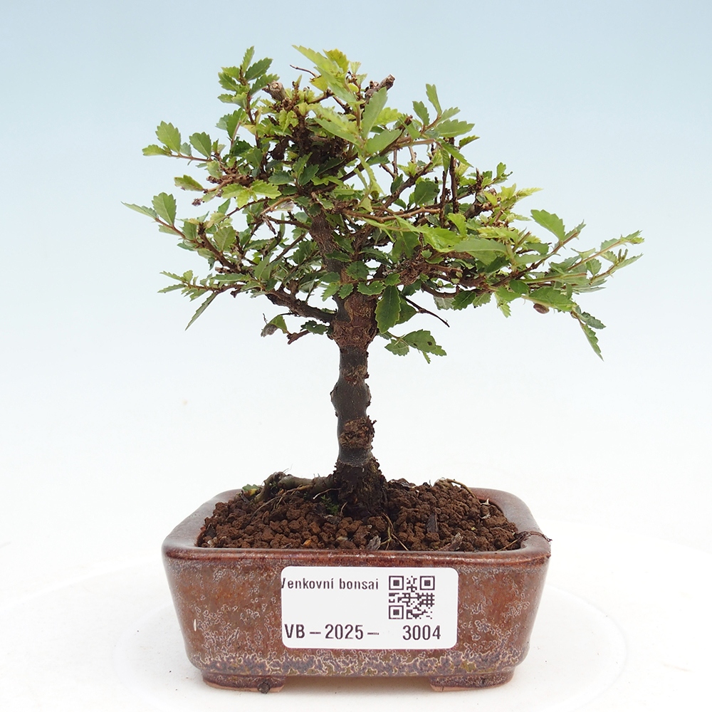 Outdoor bonsai - Ulmus parvifolia Sagei - Small-leaved elm