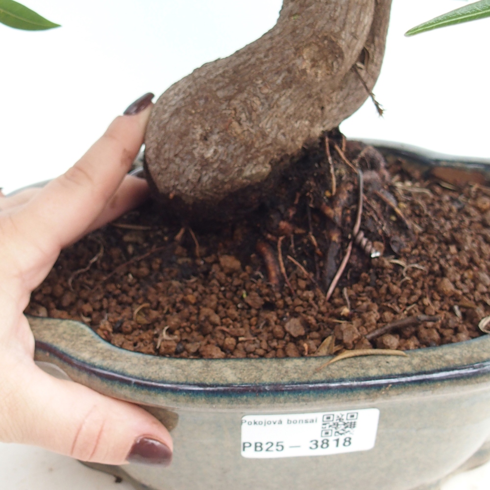 Room bonsai - Ficus nerifolia - small-leaved ficus