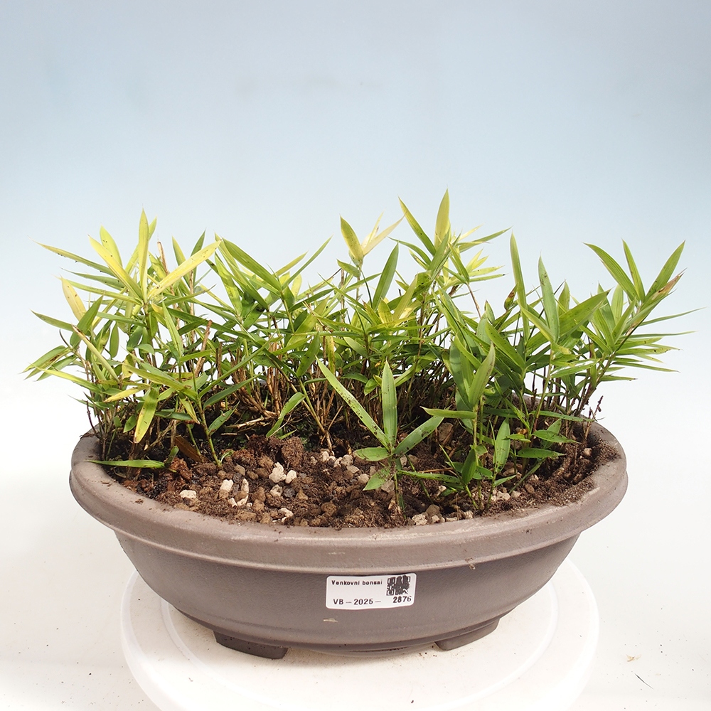 Outdoor bonsai - Pleioblastus argenteostriatus f.pumilus - Dwarf bamboo