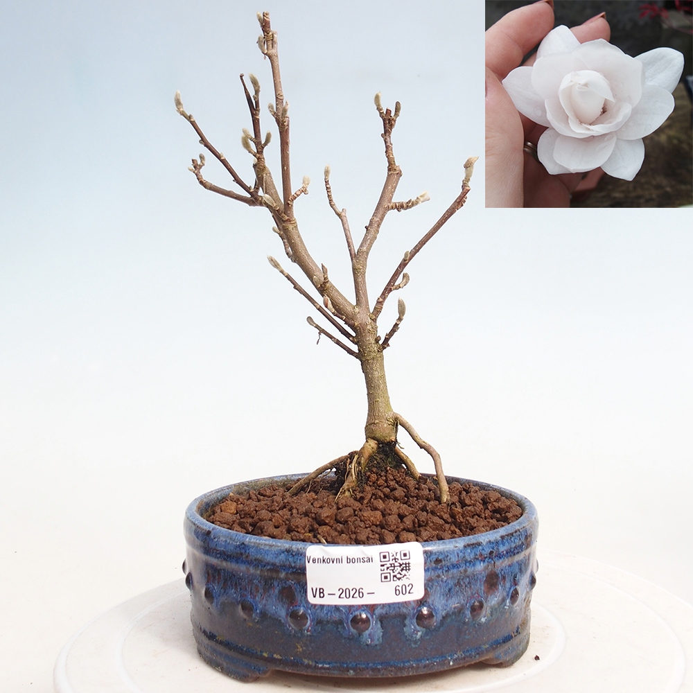 Outdoor bonsai - Magnolia stellata