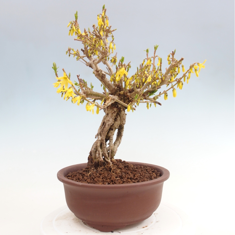 Outdoor bonsai - Zlatice - Forsythia koreana