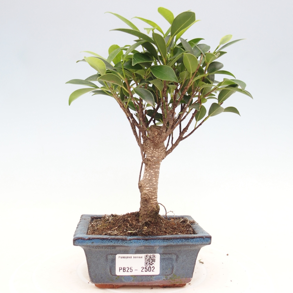 Indoor bonsai - Small-leaved ficus - Ficus kimmen