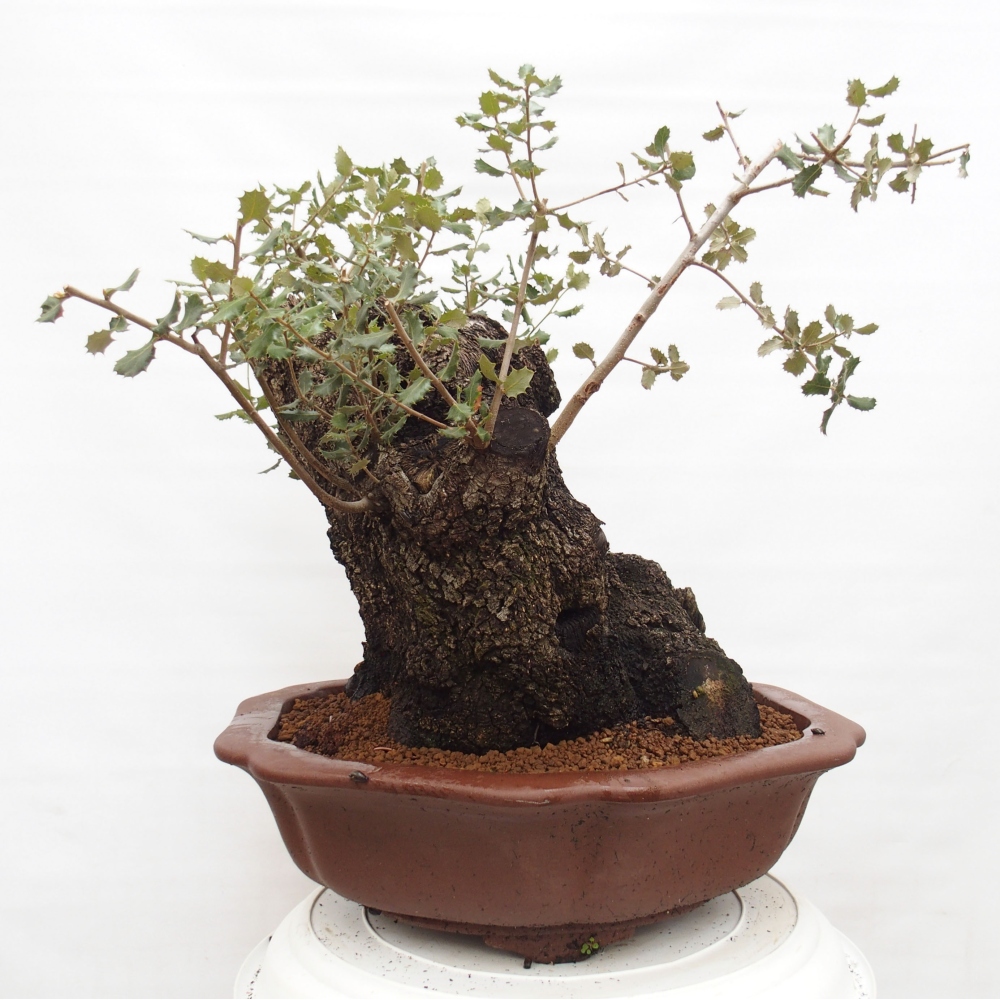 Yamadori - Quercus Ilex - Oak holly