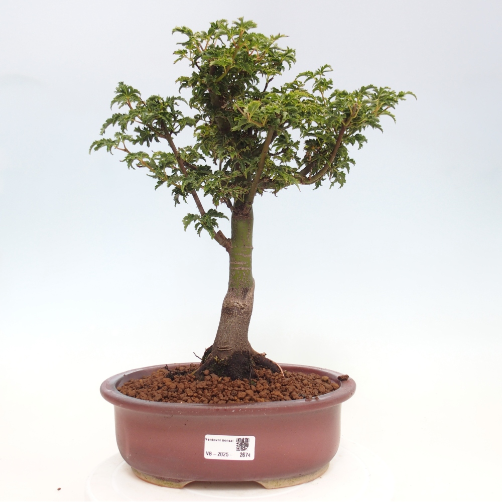 Outdoor bonsai - Acer palmatum Shishigashira maple