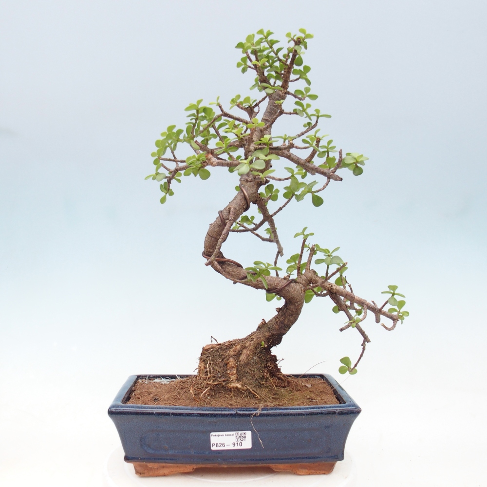 Room bonsai - Portulakaria Afra - Tlustice