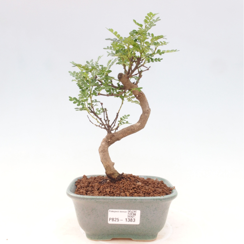 Indoor bonsai - Zantoxylum piperitum - Peppermint
