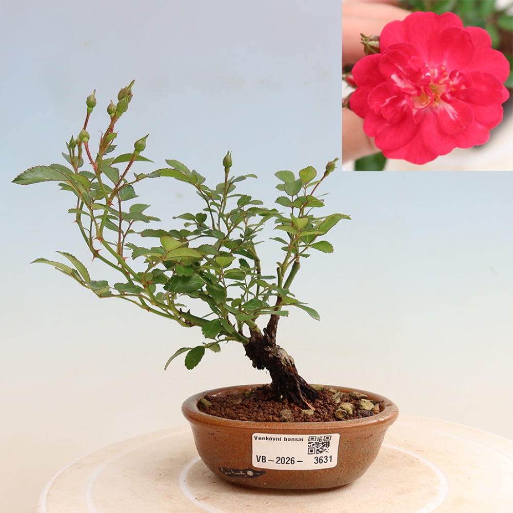 Outdoor Bonsai - Rosa Kordes - Rose