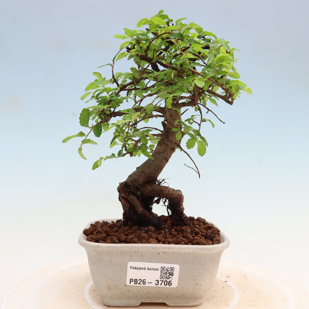 Room bonsai - Ulmus parvifolia - Small-leaved elm