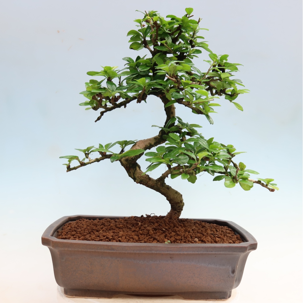 Room bonsai - Carmona macrophylla - Tea fuki