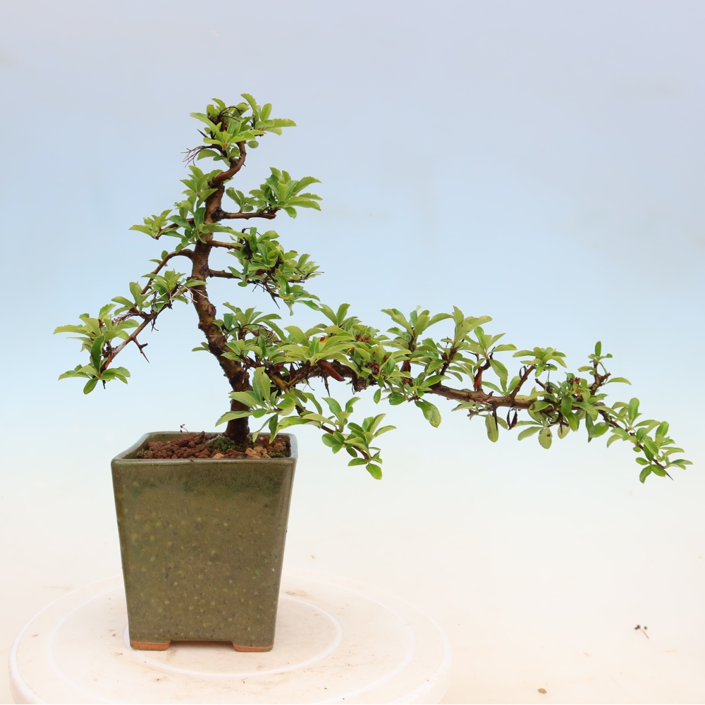 Outdoor Bonsai - Pyracantha teton - Scarlet Firethorn