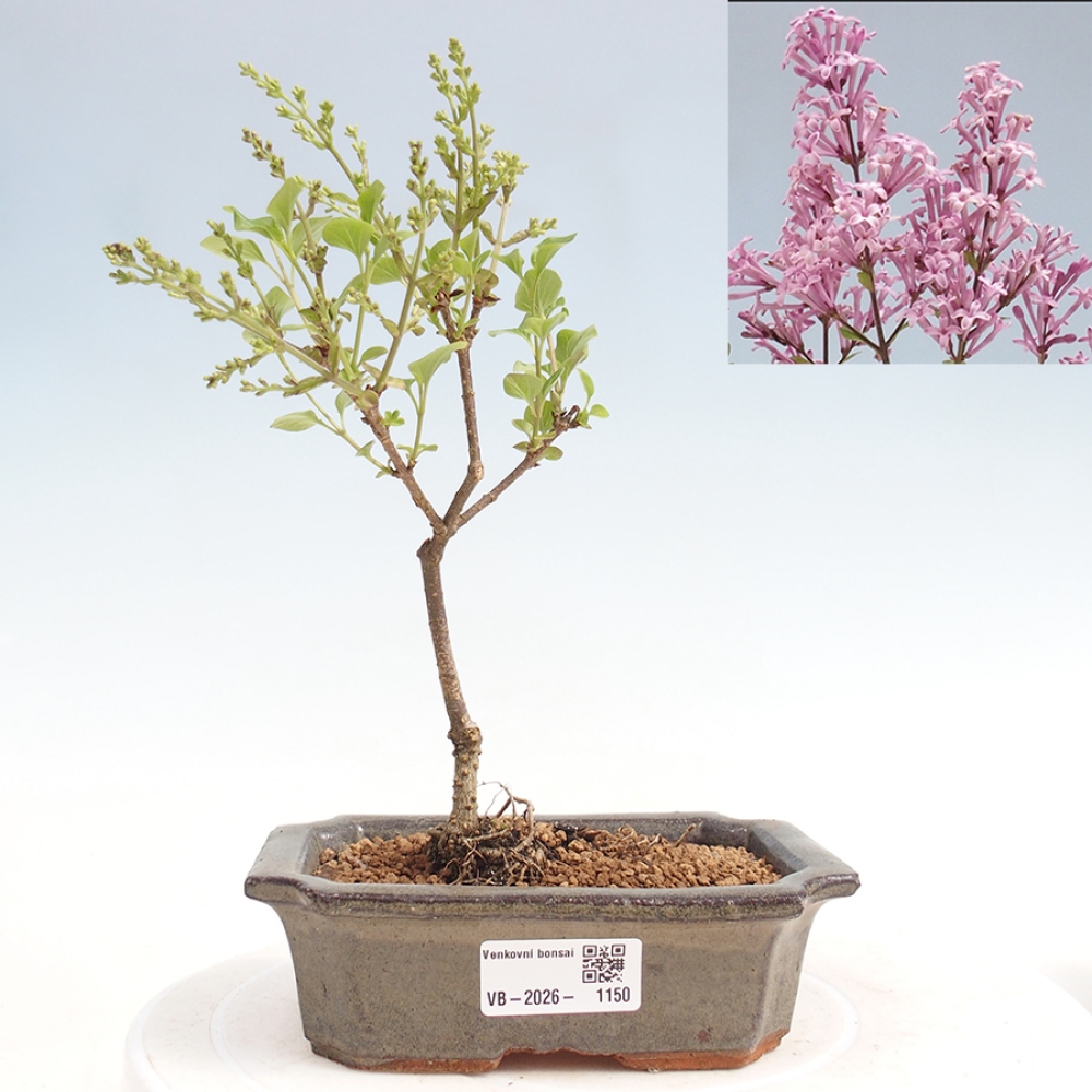 Outdoor bonsai - Syringa Meyeri Palibin - Meyer's Lilac