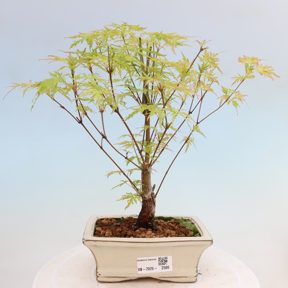 Outdoor Bonsai - Acer palmatum Dissectum - Japanese Maple 