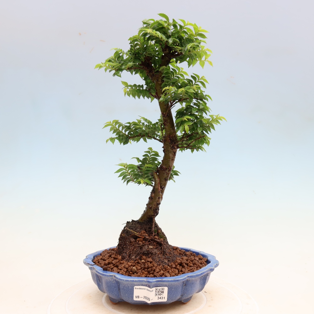 Outdoor Bonsai - Ulmus Jacqueline Hillier - European White Elm