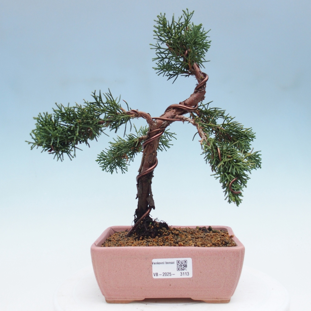 Outdoor bonsai - Juniperus chinensis Kishu - Chinese Juniper
