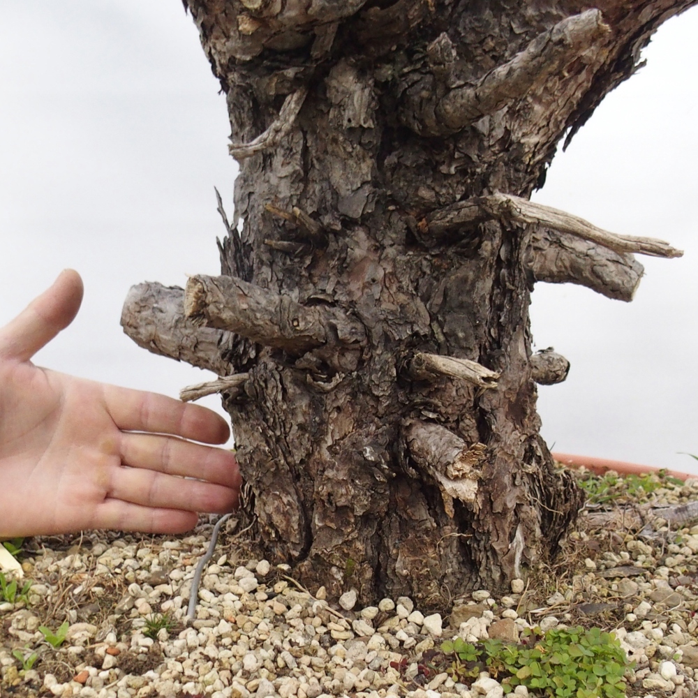 Yamadori - Pinus sylvestris Spain