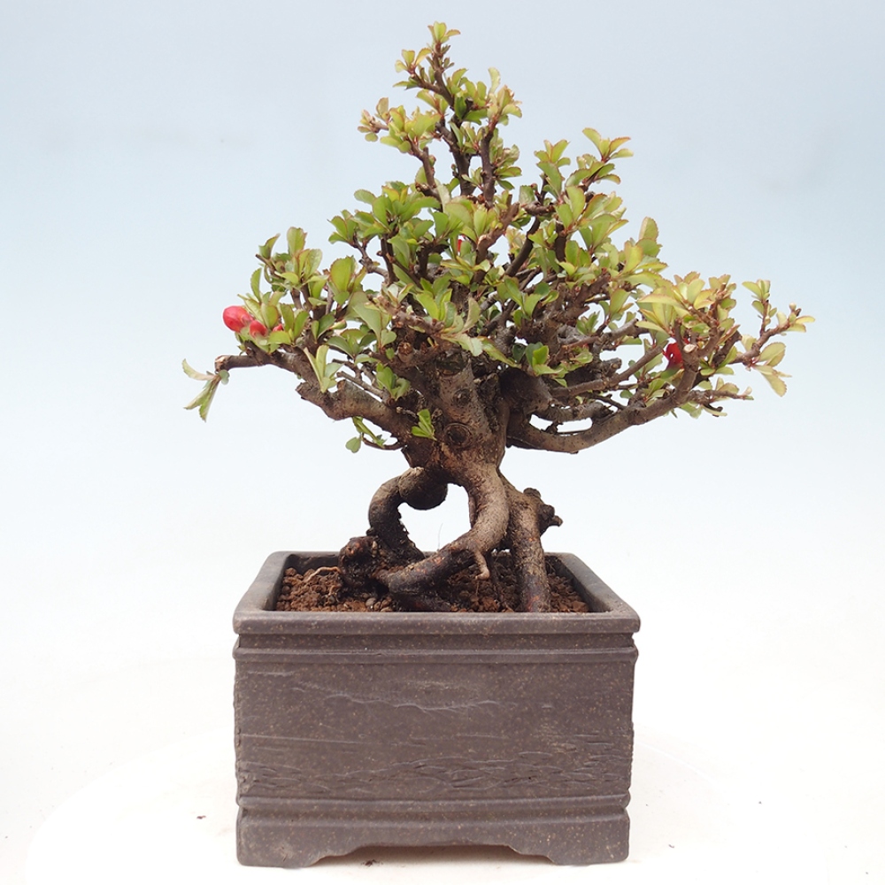 Outdoor bonsai - Chaneomeles speciosa - Quince