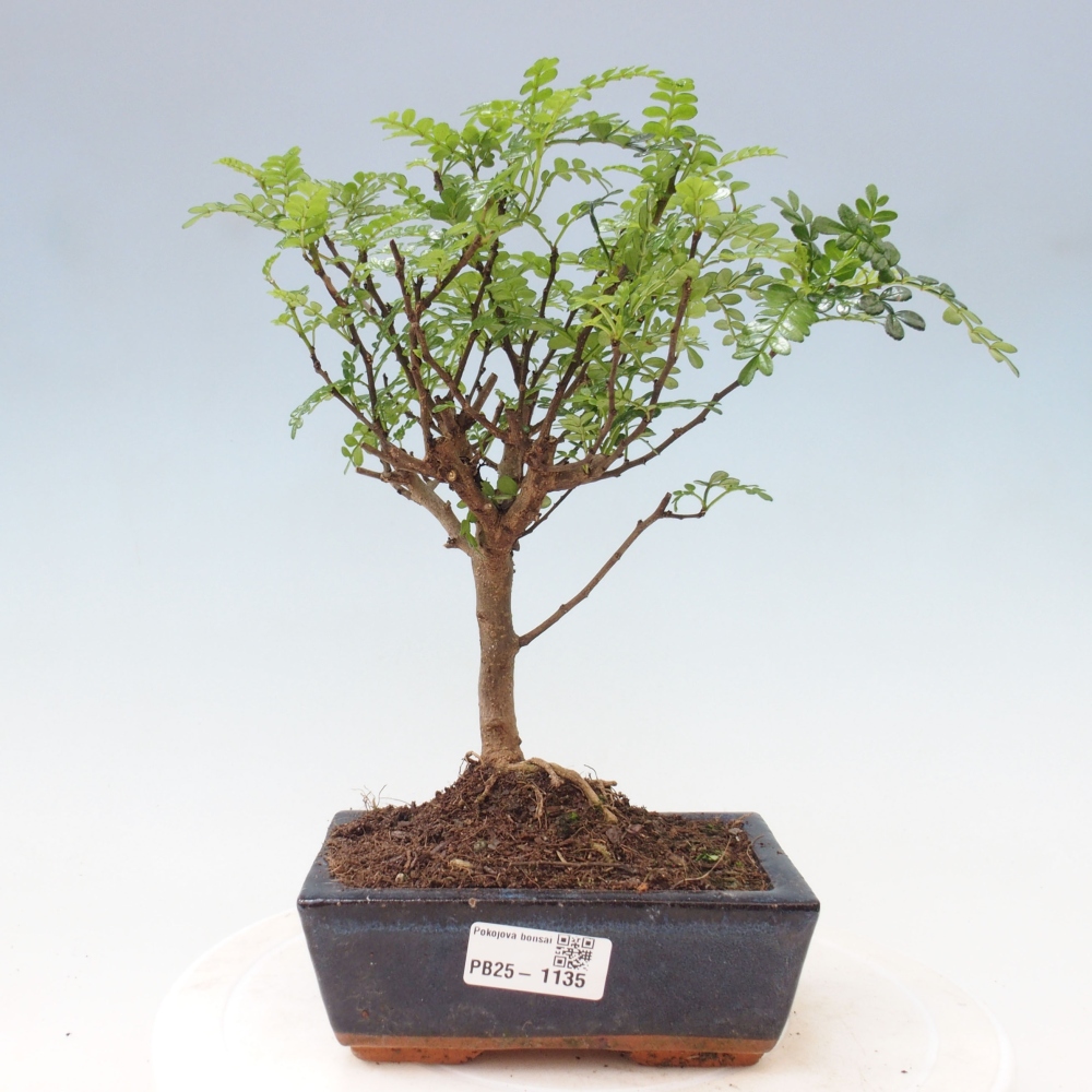 Indoor bonsai - Zantoxylum piperitum - Peppermint