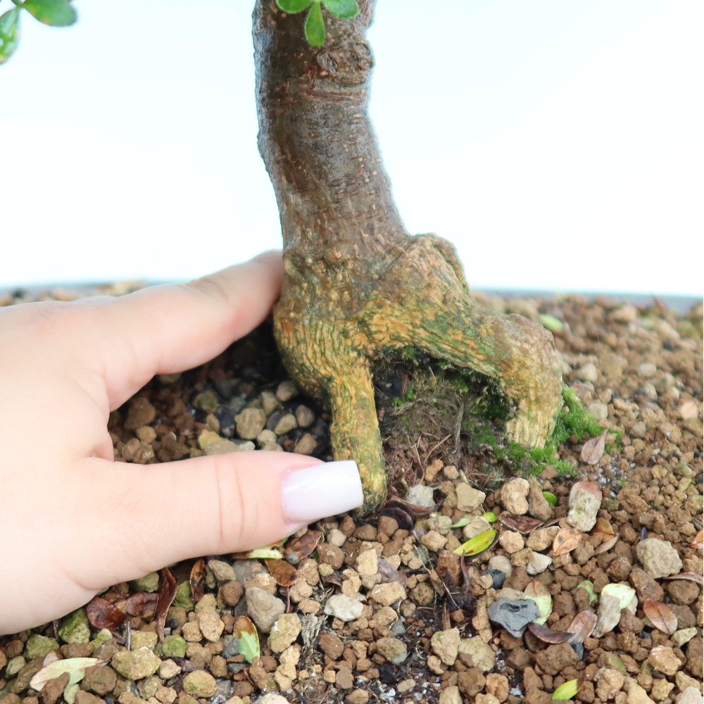 Room bonsai - Zantoxylum piperitum - pepper tree