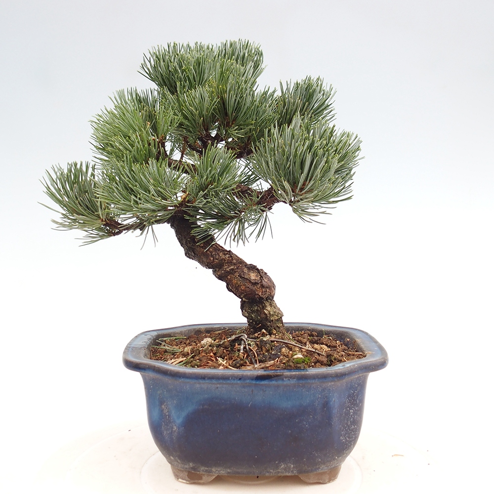 Outdoor bonsai - Pinus parviflora - Small pine tree