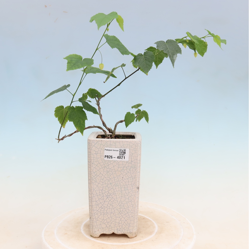 Indoor bonsai - Abutilon Big Bell - Cloudberry