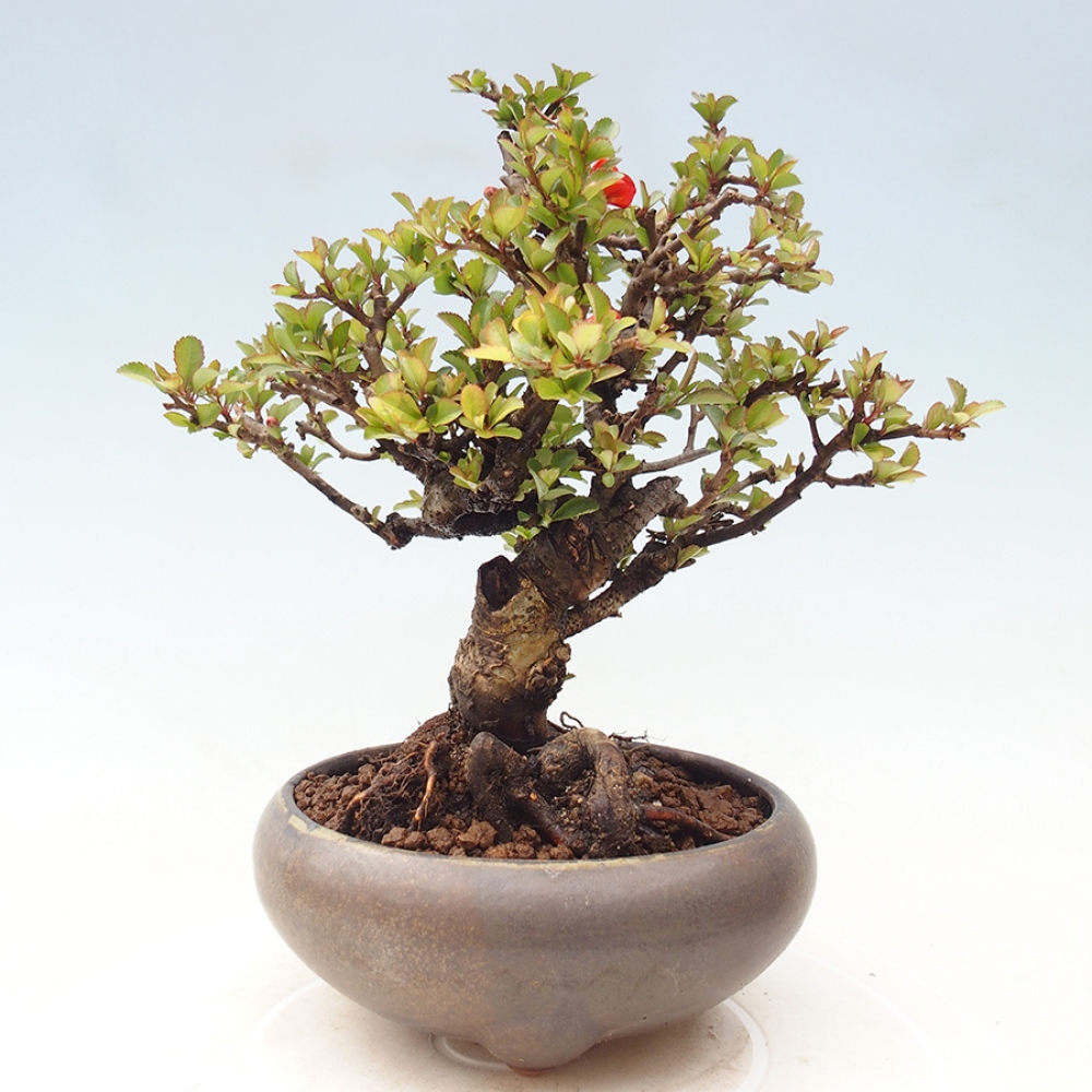 Outdoor bonsai - Chaneomeles speciosa - Quince