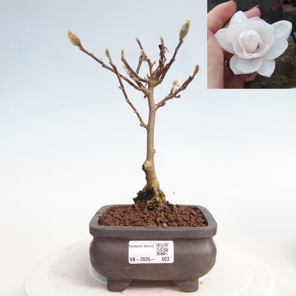 Outdoor bonsai - Magnolia stellata