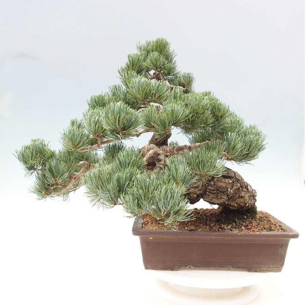 Outdoor bonsai - Pinus parviflora - Small pine tree