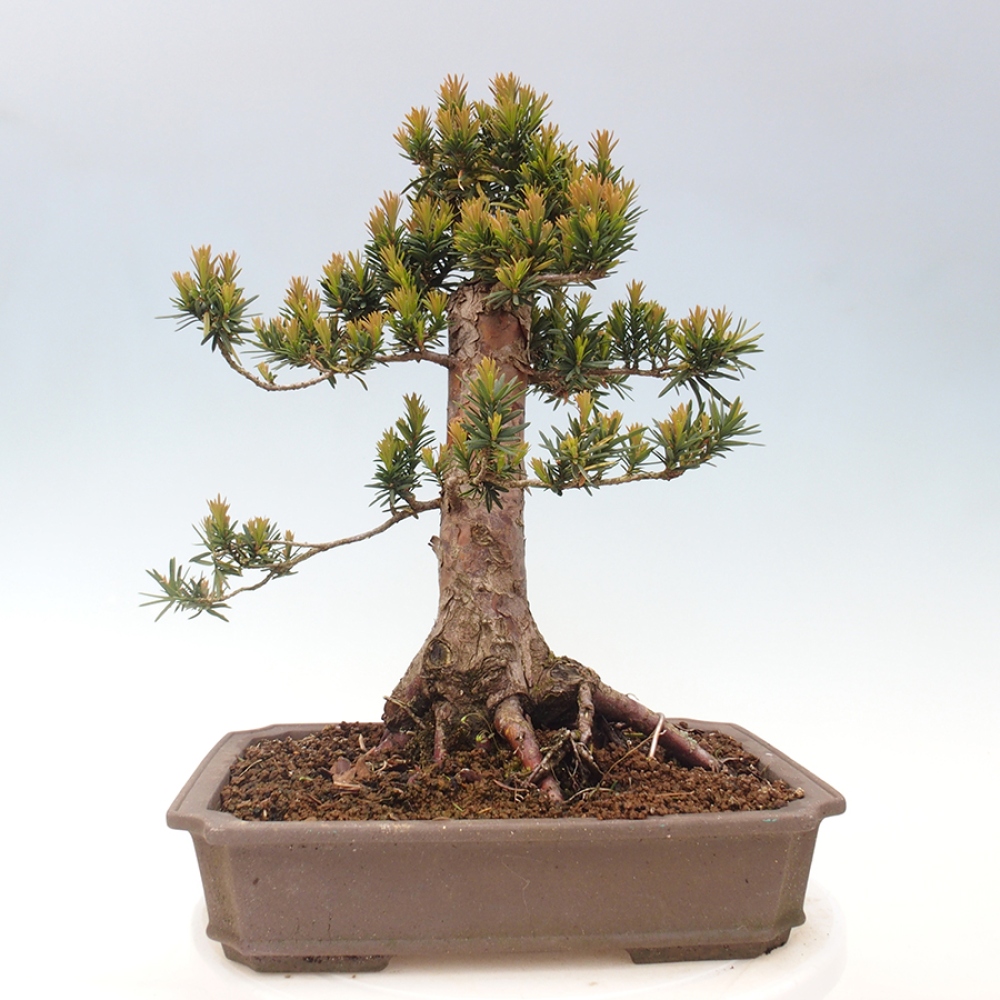 Outdoor bonsai - Taxus cuspidata - Japanese yew