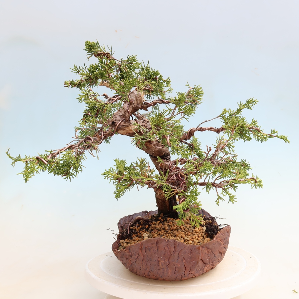 Outdoor Bonsai - Juniperus chinensis Itoigawa - Chinese Juniper