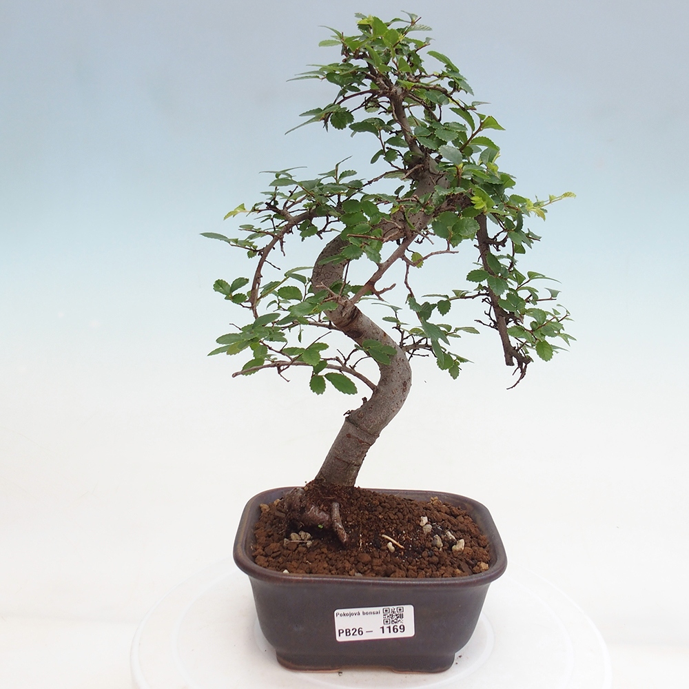 Room bonsai - Ulmus parvifolia - Small-leaved elm