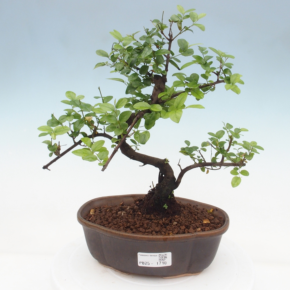 Indoor bonsai - Sagerécie thea - Sagerécie thea