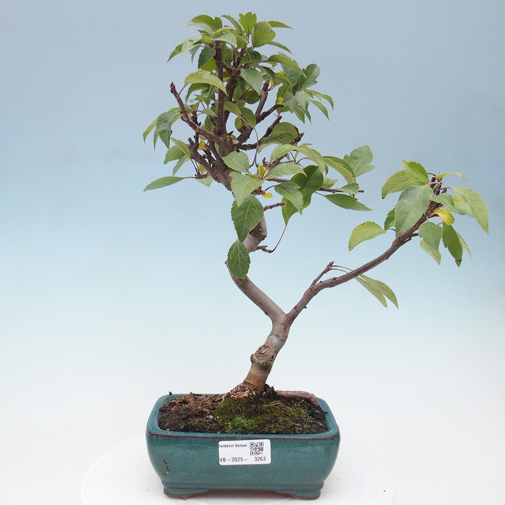 Outdoor bonsai - Malus halliana - Small-fruited apple tree
