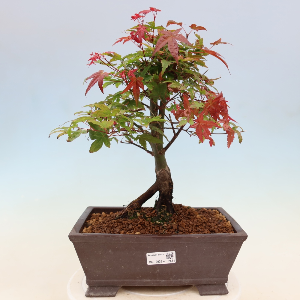 Norway maple - Acer palmatum Beni Tsukasa